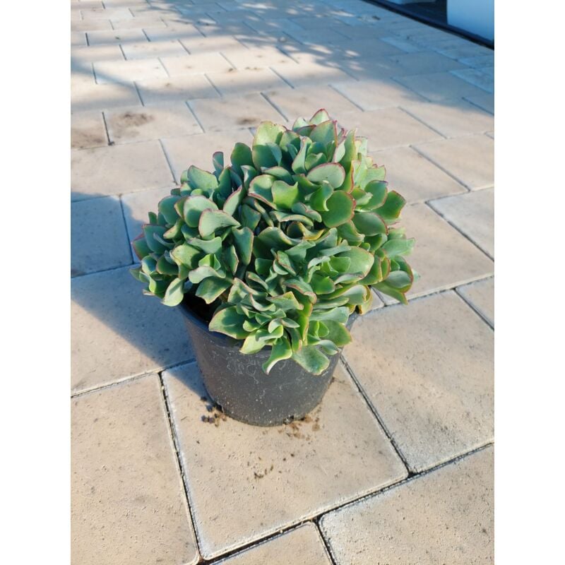 foto del prodotto crassula argentea
