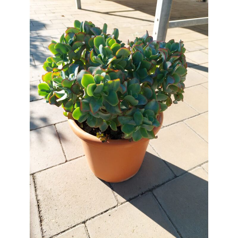 foto del prodotto crassula argentea