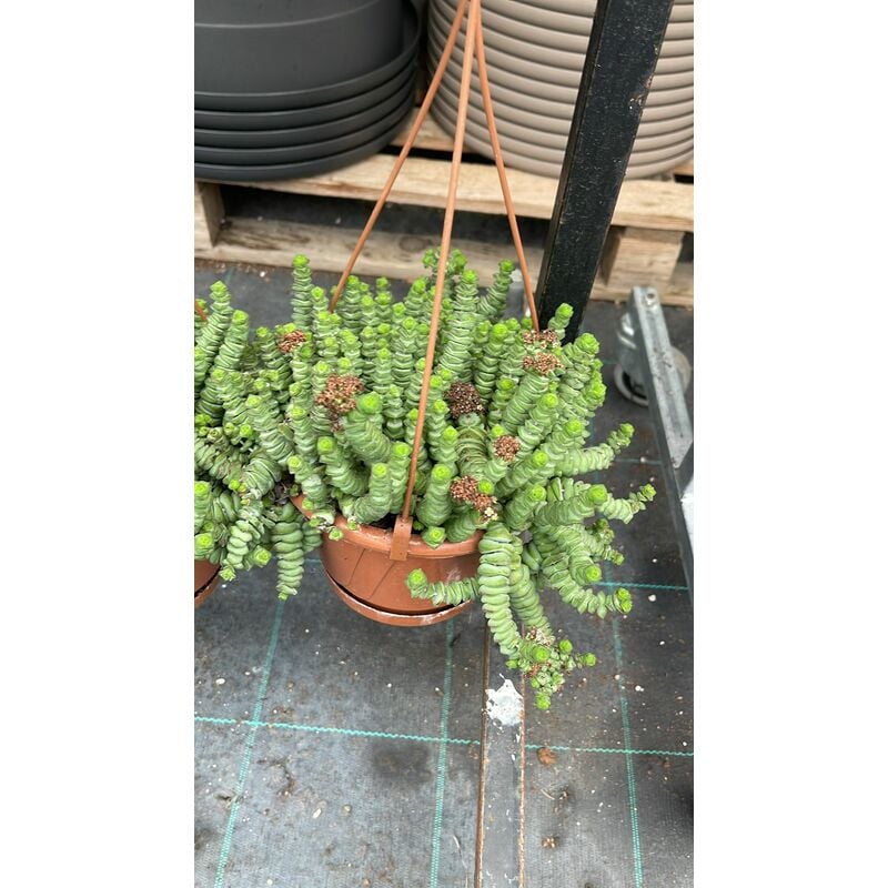 foto del prodotto crassula hottentot vaso 14cm foto reali