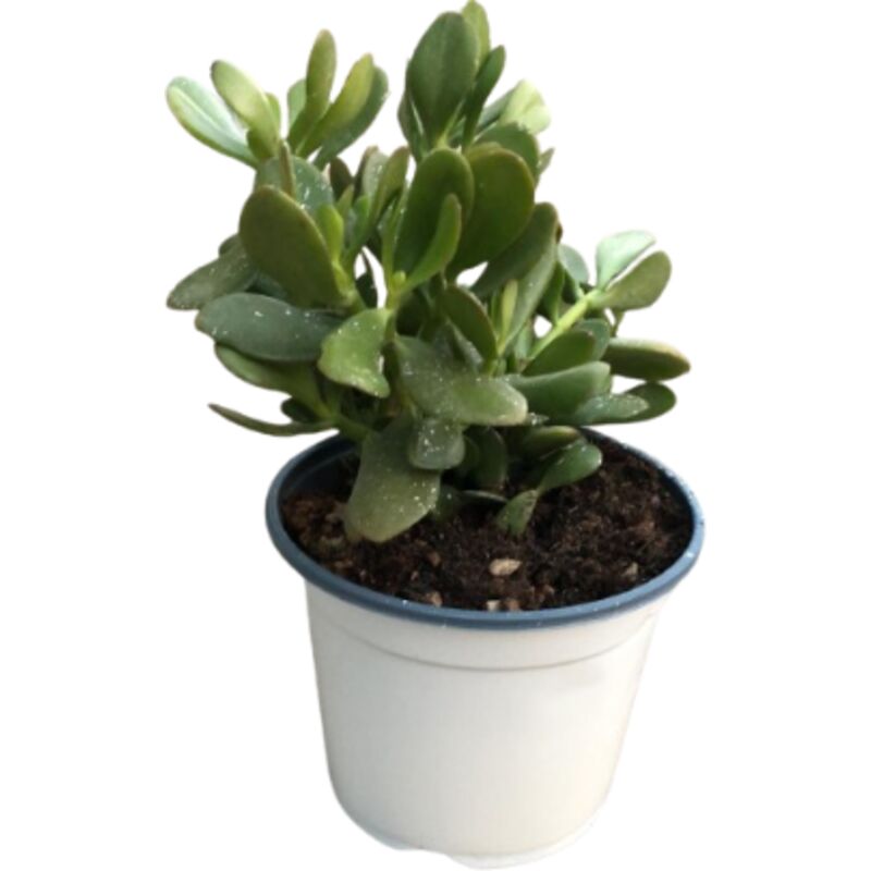 foto del prodotto crassula ovata