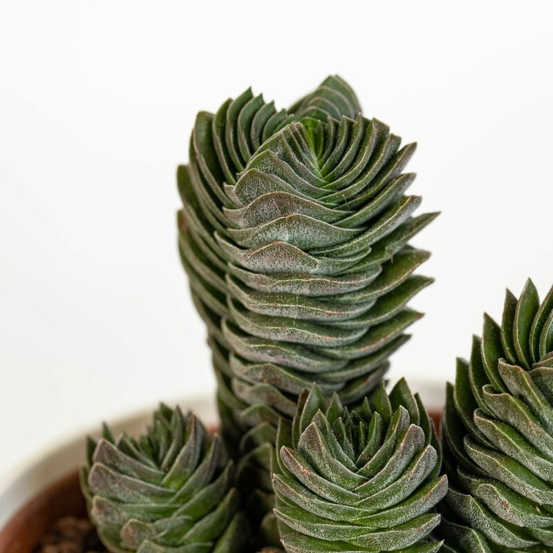 foto del prodotto crassula tempio di buddha pianta grassa vaso 5,5 cm foto reali