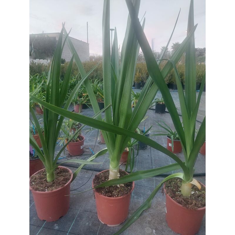 foto del prodotto crinum asiaticum