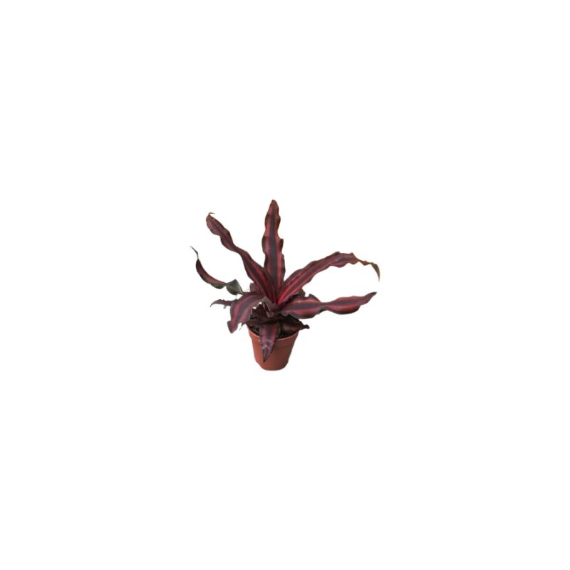 foto del prodotto criptantus