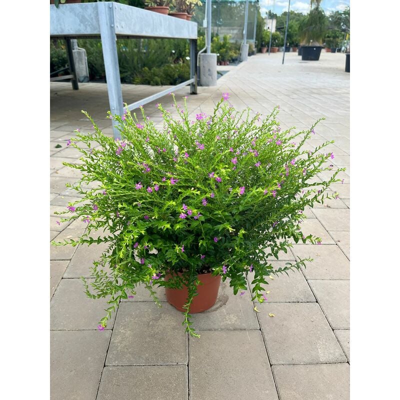 foto del prodotto cuphea hyssopifolia