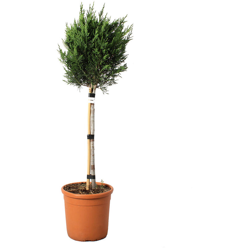 foto del prodotto cupressocyparis leylandii minifusto cipresso di leyland piante da esterno h 90 100 cm vaso 22 cm