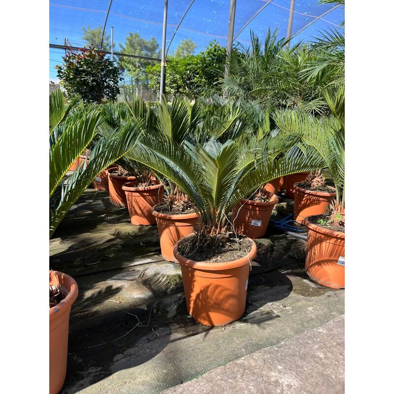 foto del prodotto cycas revoluta