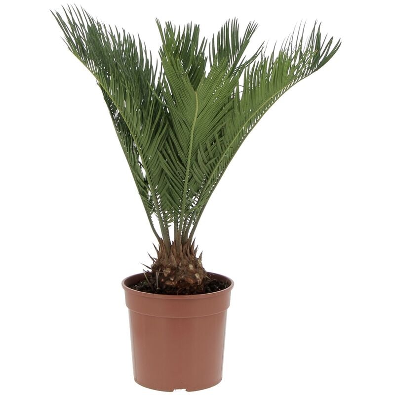 foto del prodotto cycas revoluta palma nana piante da esterno resistenti h 40 50 cm vaso da coltura 18 cm