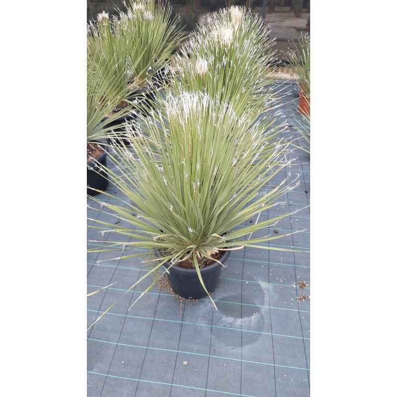 foto del prodotto dasylirion serratifolium