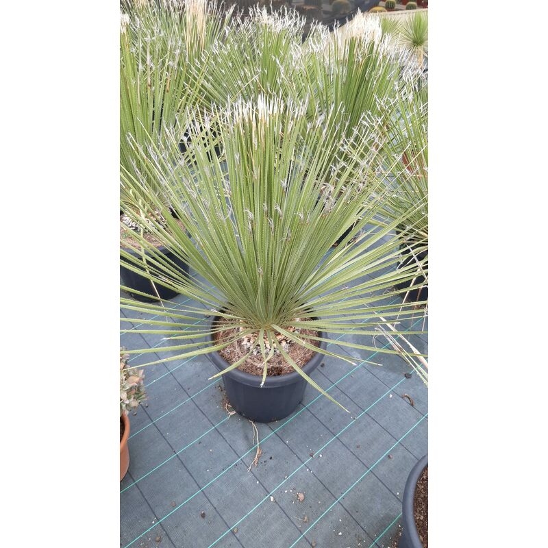 foto del prodotto dasylirion serratifolium