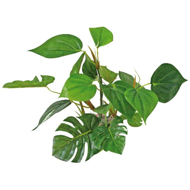 foto del prodotto decor anubias dimensioni 20 cm wave