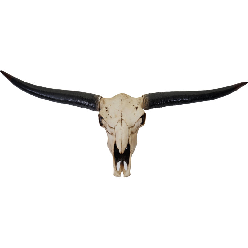 foto del prodotto decorazione trofeo teschio artificiale realistico da parete toro longhorn 132cm poliresina hhg 118 naturale