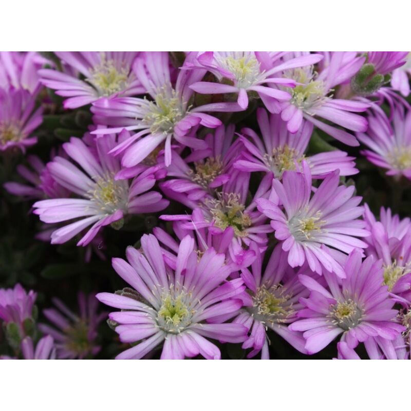 foto del prodotto delosperma aberdenense v15