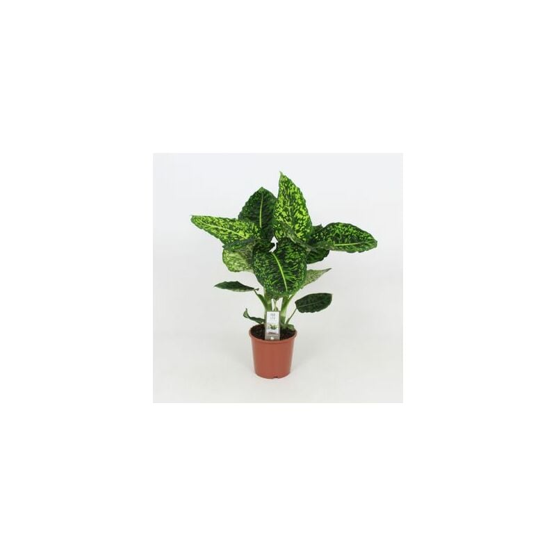 foto del prodotto dieffenbachia reflector vaso 17cm foto reali h 70 80cm piante da interno