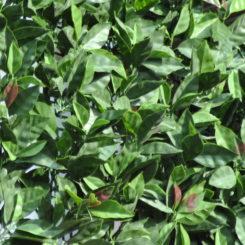 foto del prodotto divy 3d plus photinia, siepe sintetica 1,50x3m foglie tipo fotinia su rete di plastica tenax