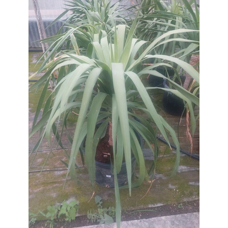 foto del prodotto dracaena draco