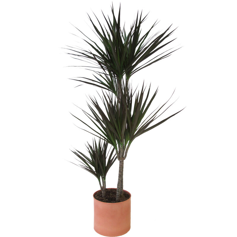 foto del prodotto dracaena marginata magenta con vaso in ceramica papaya piante vere da interni purifica aria h 110 120 cm e vaso 21 cm