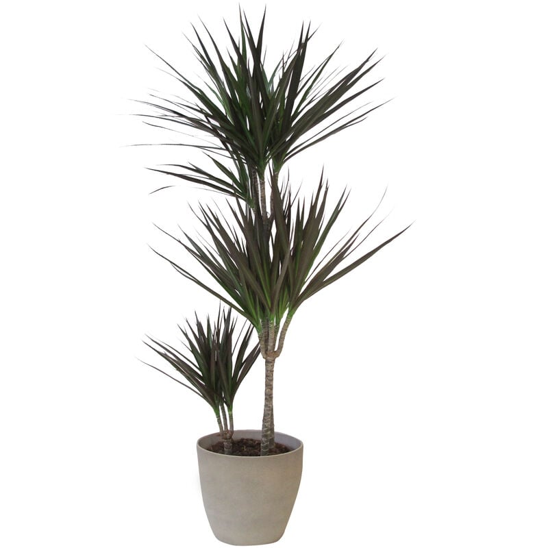 foto del prodotto dracaena marginata magenta con vaso in ceramica taupe stone piante vere da interni purifica aria h 110 120 cm e vaso 21 cm