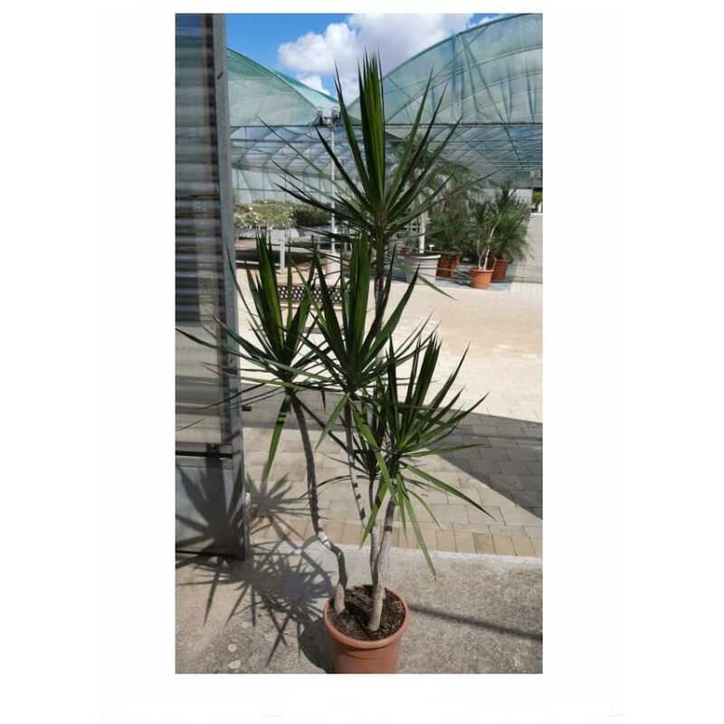foto del prodotto dracena marginata