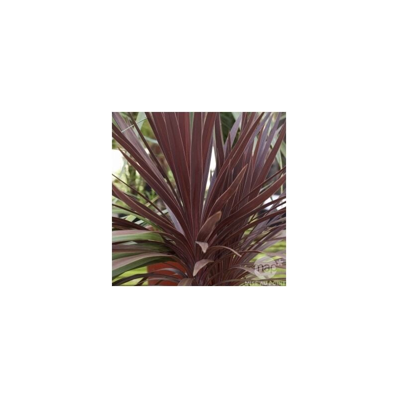 foto del prodotto dracena red star vaso 22cm