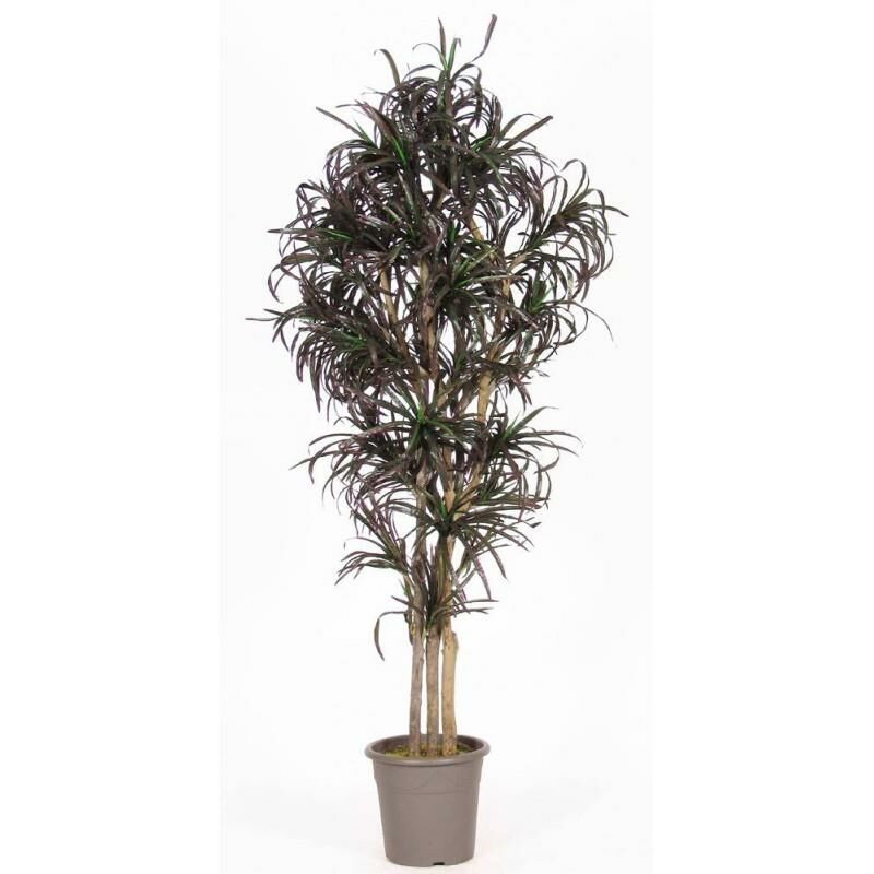foto del prodotto dracena seminaturale mini foglie multicolor tronco mansanisi - 200