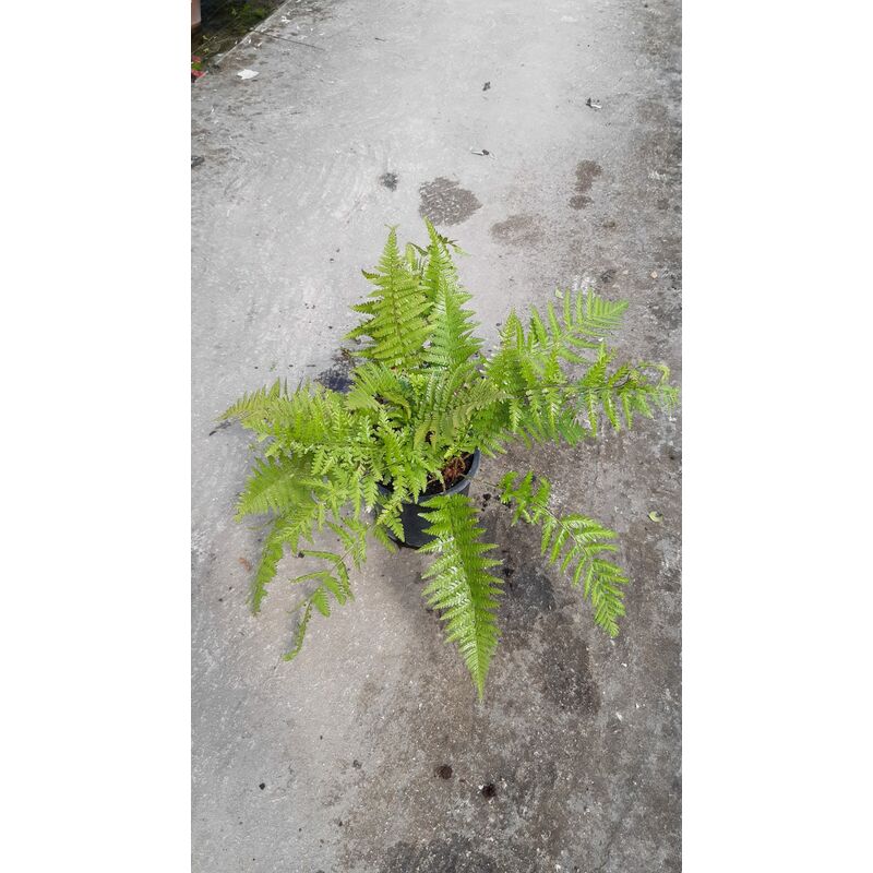 foto del prodotto dryopteris filix