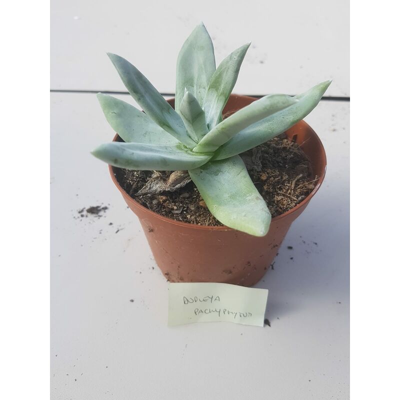 foto del prodotto dudleya pachyphytum