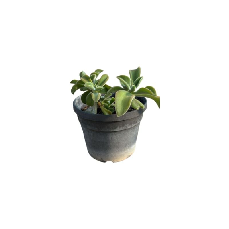 foto del prodotto echeveria setosa