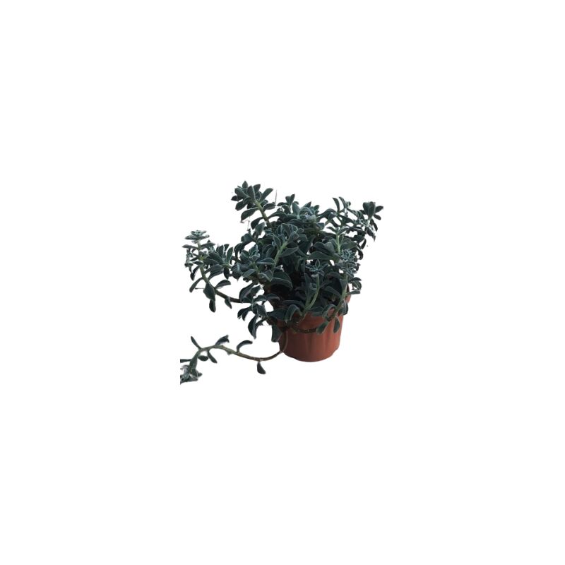 foto del prodotto echeveria setosa v25