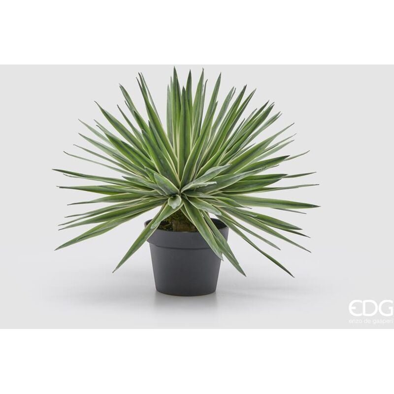 foto del prodotto edg agave con vaso h 45 cm