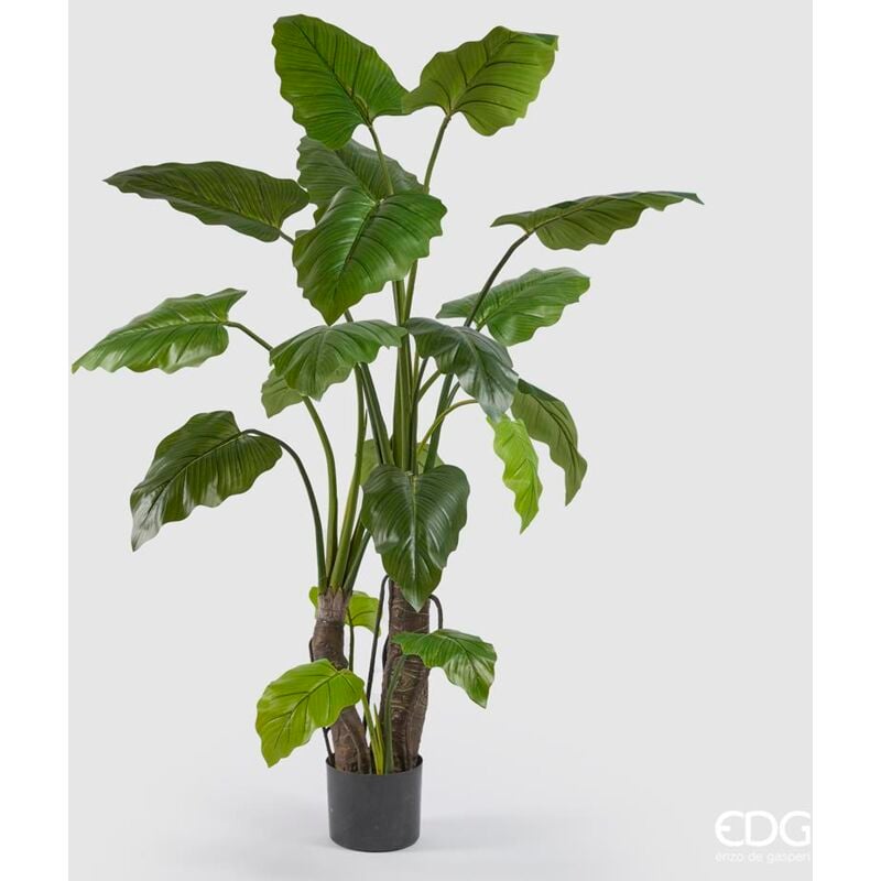 foto del prodotto edg alocasia con vaso h 180 cm