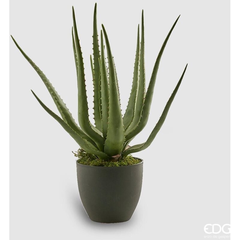 foto del prodotto edg aloe chic con vaso pvc h 55 cm