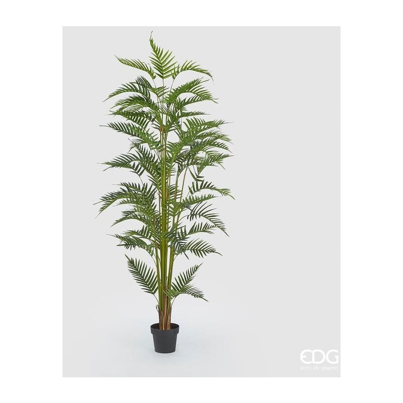 foto del prodotto edg pianta palma areca con vaso h 200 cm