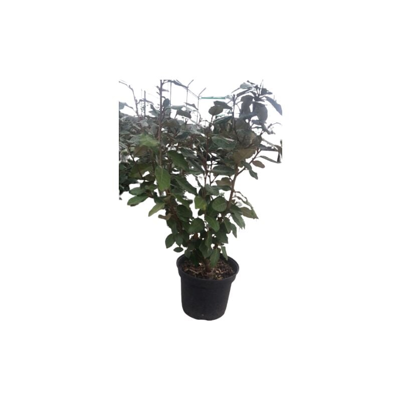 foto del prodotto elaeagnus ebbingei