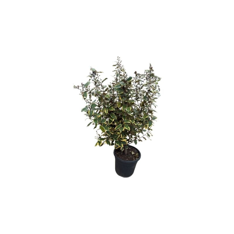 foto del prodotto elaeagnus ebbingei