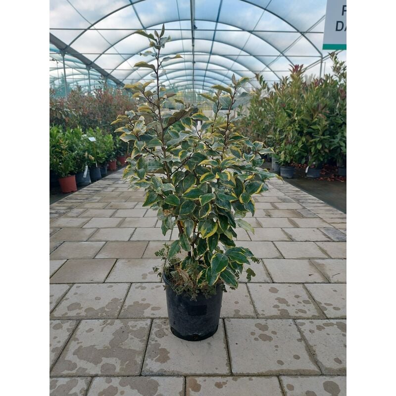 foto del prodotto elaeagnus variegato