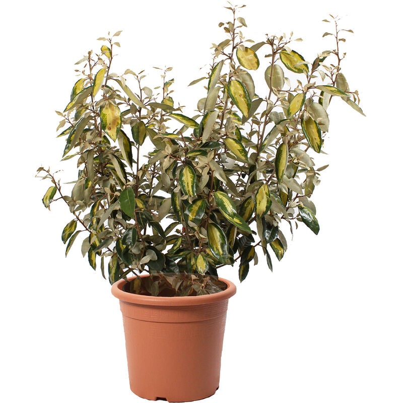 foto del prodotto eleagnus ebbingei limelight piante vere da esterno resistenti altezza 80 100 cm vaso 24 cm