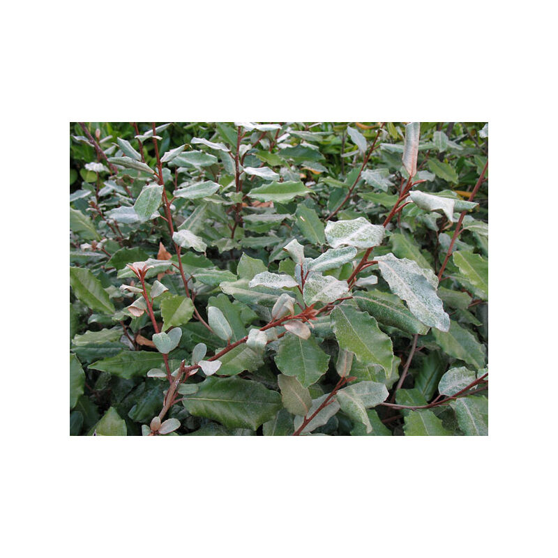 foto del prodotto eleagnus ebbingei vaso 24cm