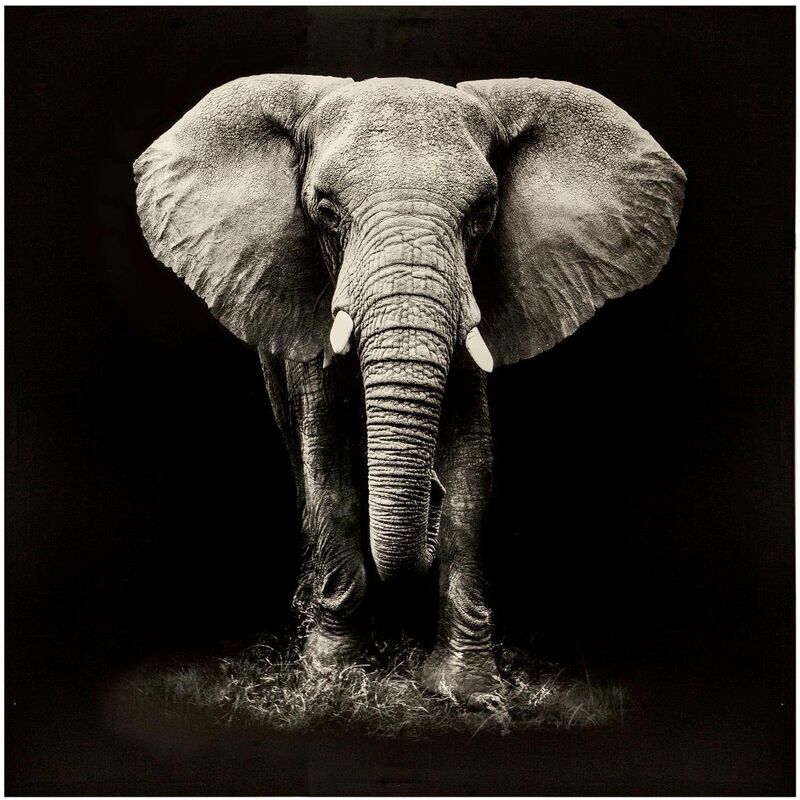 foto del prodotto elefante in tela stampata 100x100cm atmosphera cr ateur d int rieur
