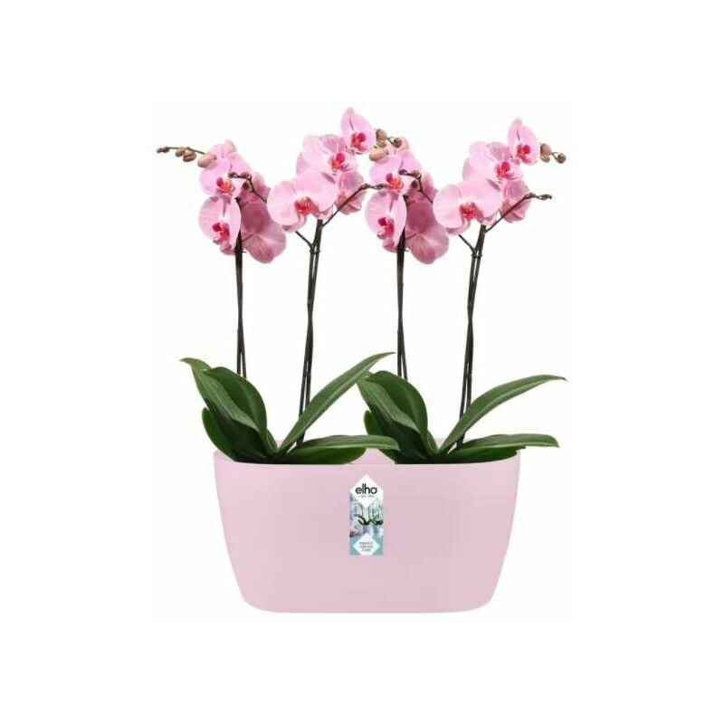 foto del prodotto elho vaso brussels orchid duo rosa
