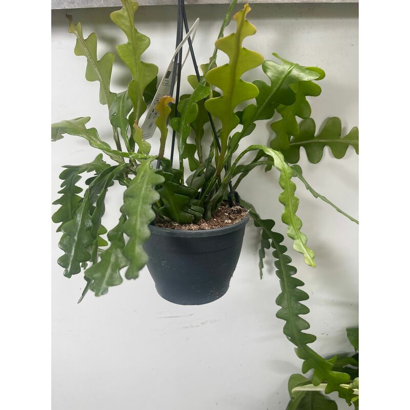 foto del prodotto epiphyllum anguliger fishbone cactus foto reali pianta grassa lisca di pesce