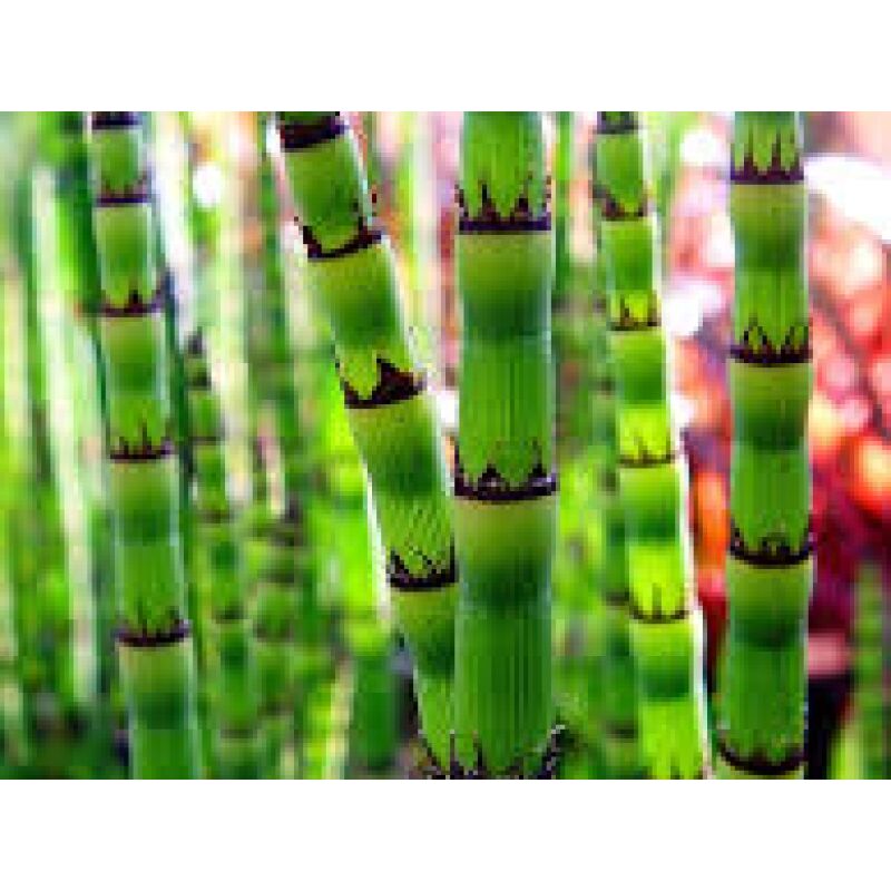 foto del prodotto equisetum hyemale
