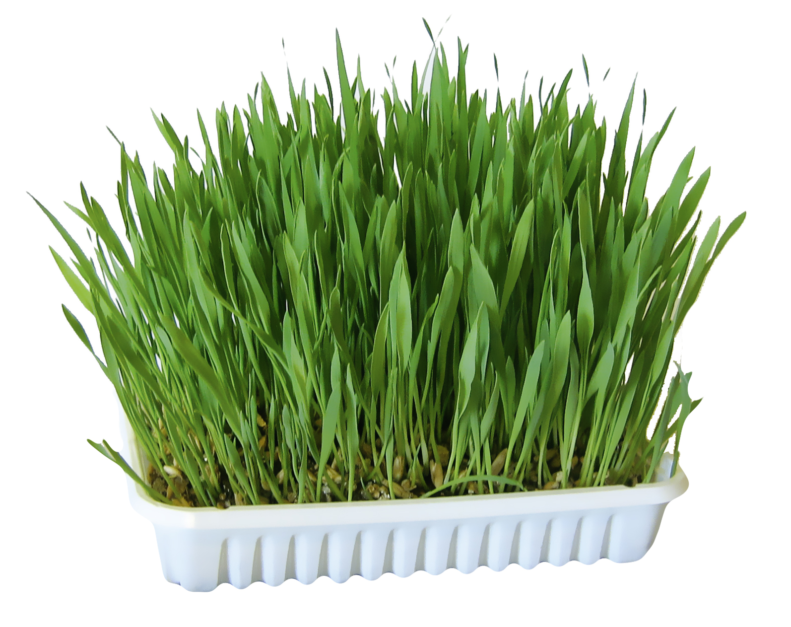 foto del prodotto erba per roditori 100 g