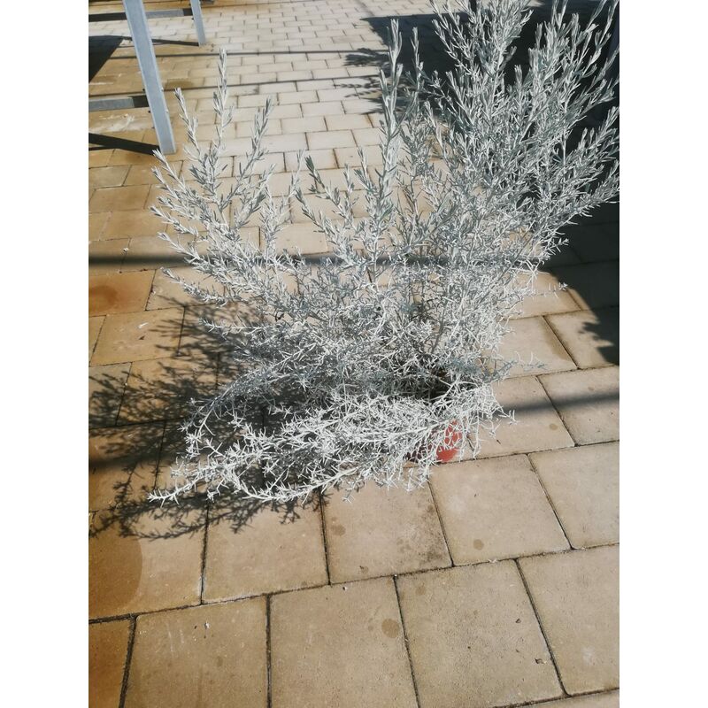 foto del prodotto eremophila nivea v17