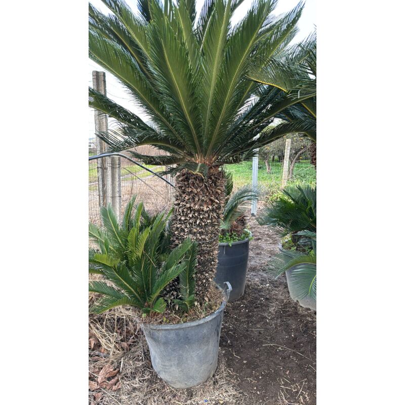 foto del prodotto esemplare di cycas revoluta h 80 cm di tronco foto reale