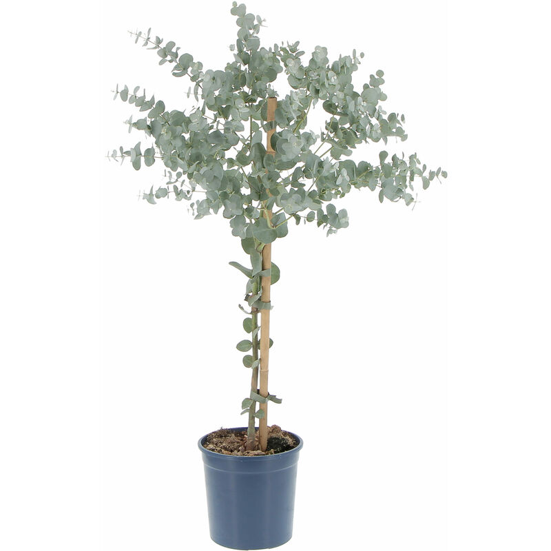 foto del prodotto eucalyptus gunnii alberello di eucalipto h 70 80 vaso 15 cm