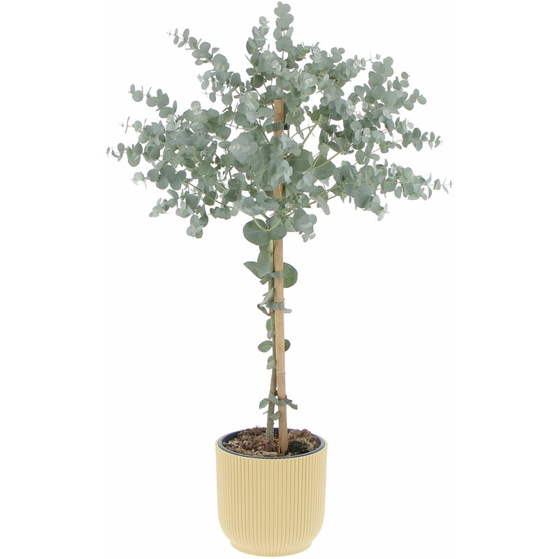foto del prodotto eucalyptus gunnii con eco vaso butter yellow alberello di eucalipto h 70 80 vaso 15 cm