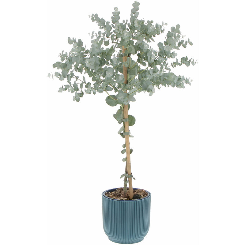 foto del prodotto eucalyptus gunnii con eco vaso deep blue alberello di eucalipto h 70 80 vaso 15 cm
