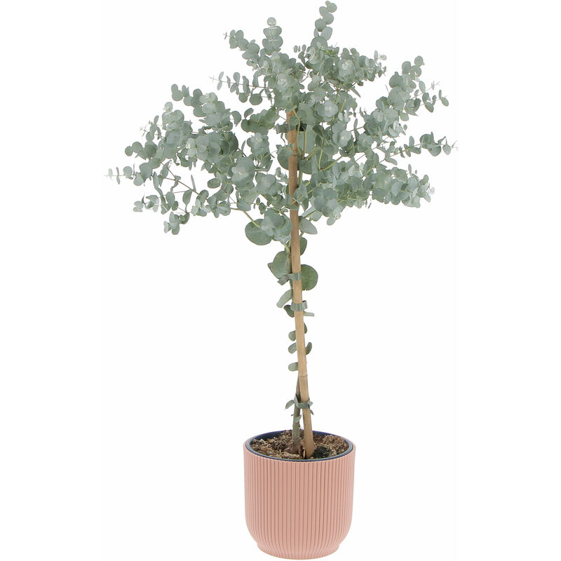 foto del prodotto eucalyptus gunnii con eco vaso delicate pink alberello di eucalipto h 70 80 vaso 15 cm