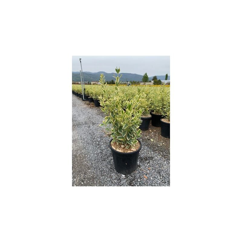 foto del prodotto euonymus japonicus bravo vaso 24cm foto reali
