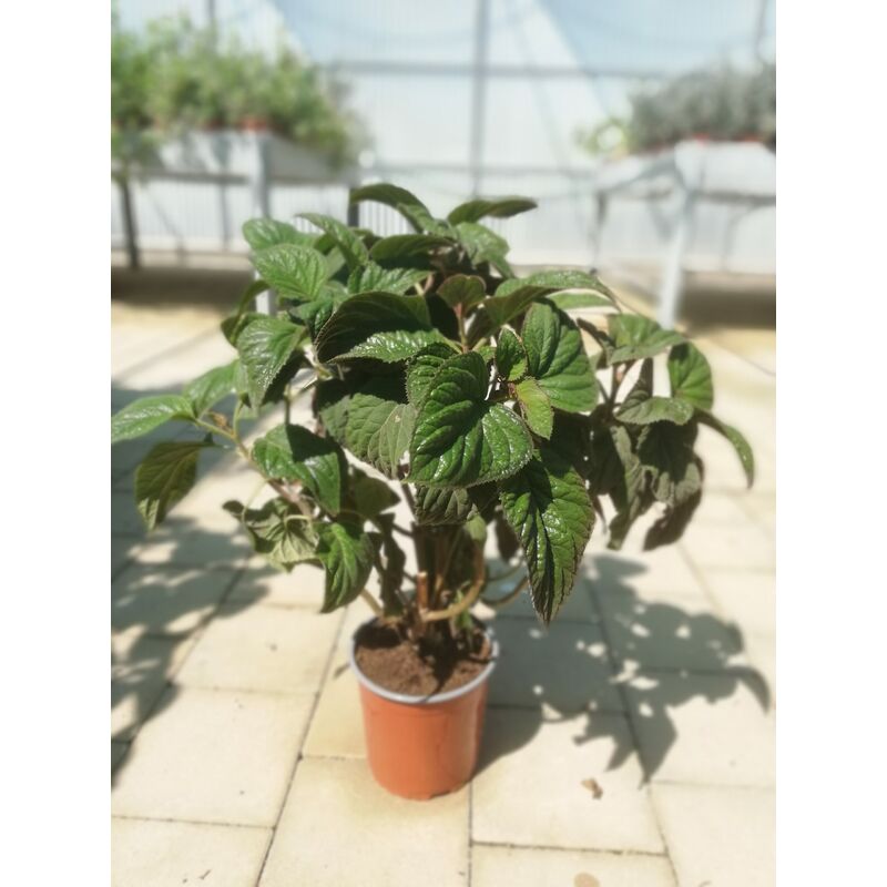 foto del prodotto eupatorium sordidum v17